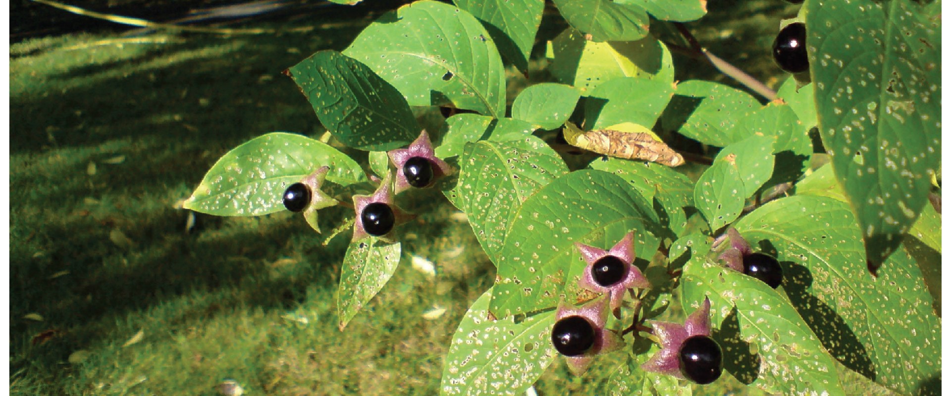 Where is the cardioregulatory center located?